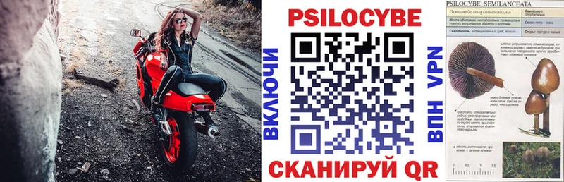 Купить где  Зея  Галлюциногенные грибы Psilocybine cubensis 